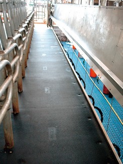 Milking and walking Areas