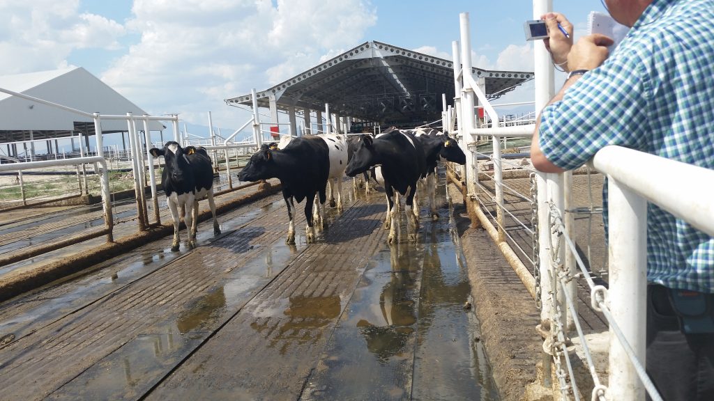 Dairy farm walkways, ineklerin yürüyüş yolları