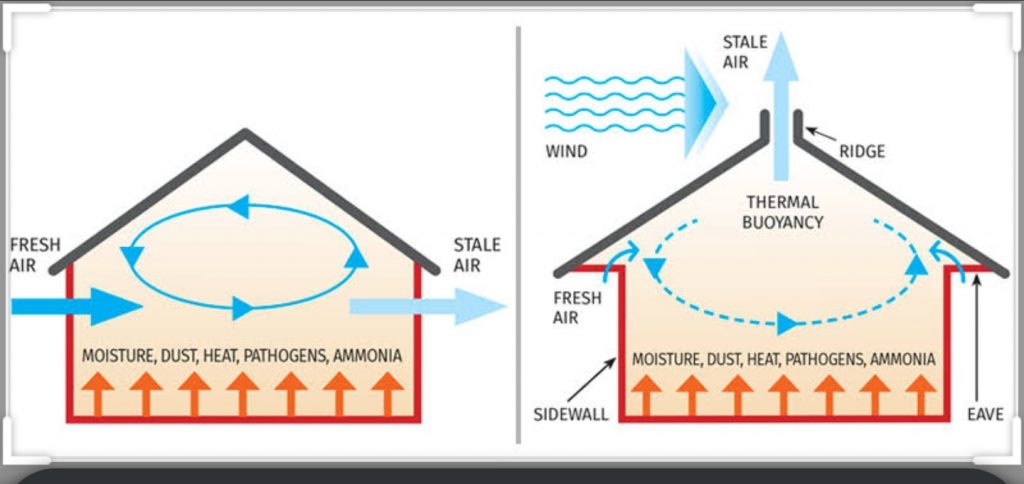 Ammonia emissions