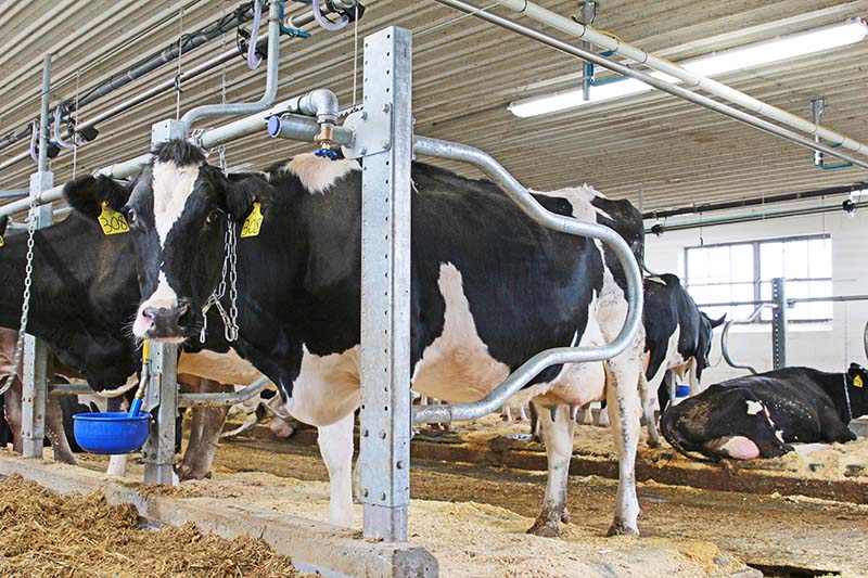 Tie-stall barns